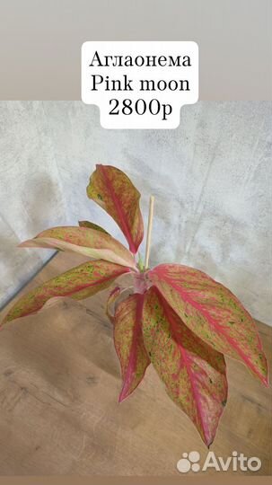 Аглаонемы Тай