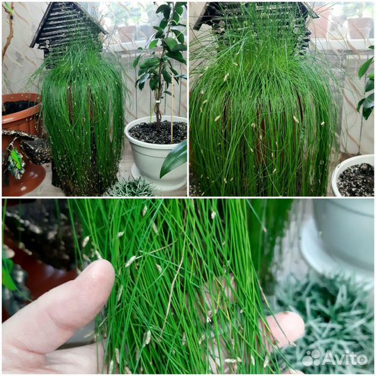 Эффектные комнатные растения