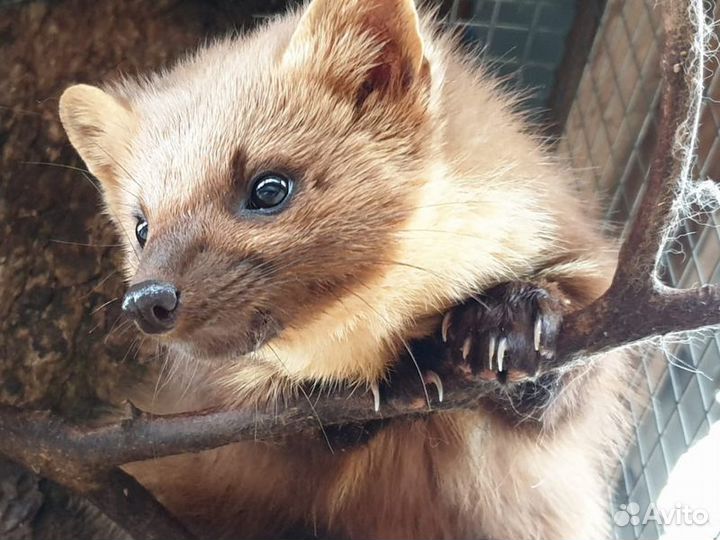 Экскурсия — Сочи — В мире животных Кавказа
