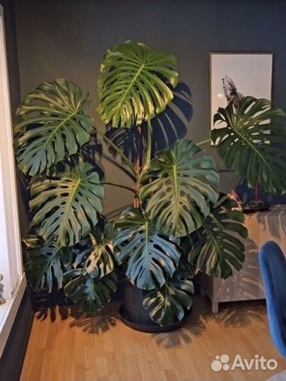 Монстера деликатесная