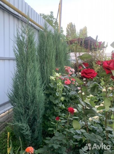 Можжевельники