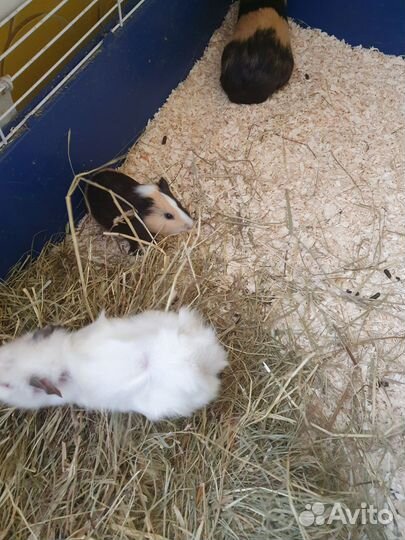 Морская свинка бесплатно без клетки