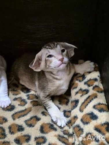 Ориентальные экстримальные