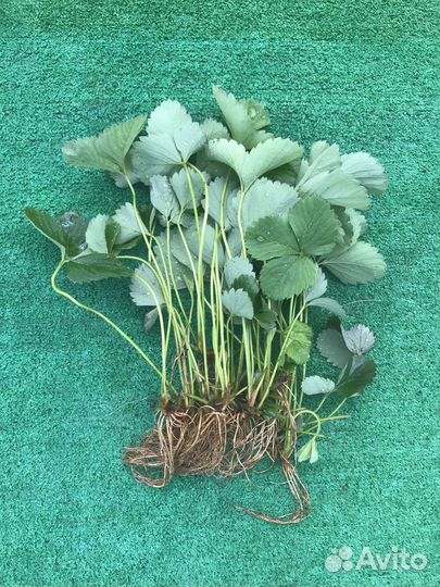 Рассада клубники усы