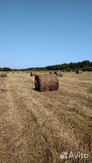 Сено луговое