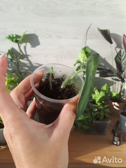 Сингониум Фростет Харт (ледяное сердце)