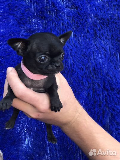 Чихуахуа мини