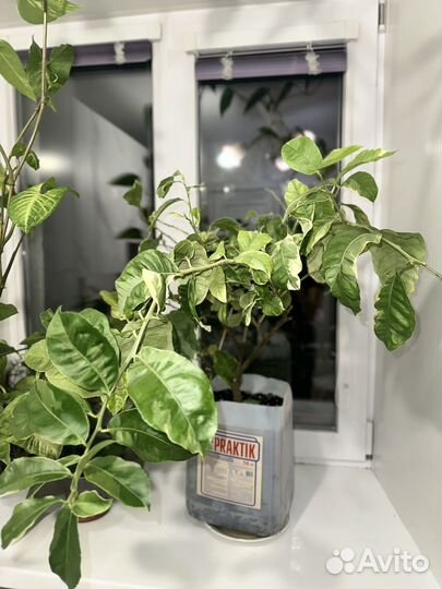 Лимон вариегатный