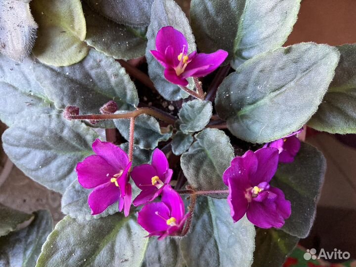 Розовая фиалка