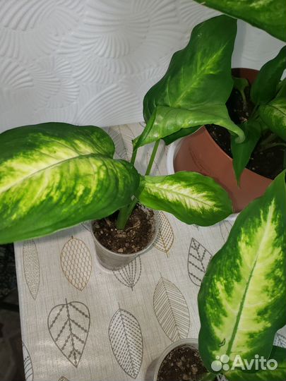 Диффенбахия камилла