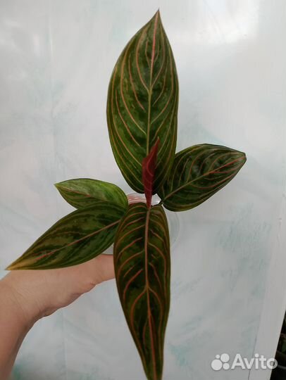 Аглаонемы детки и подростки