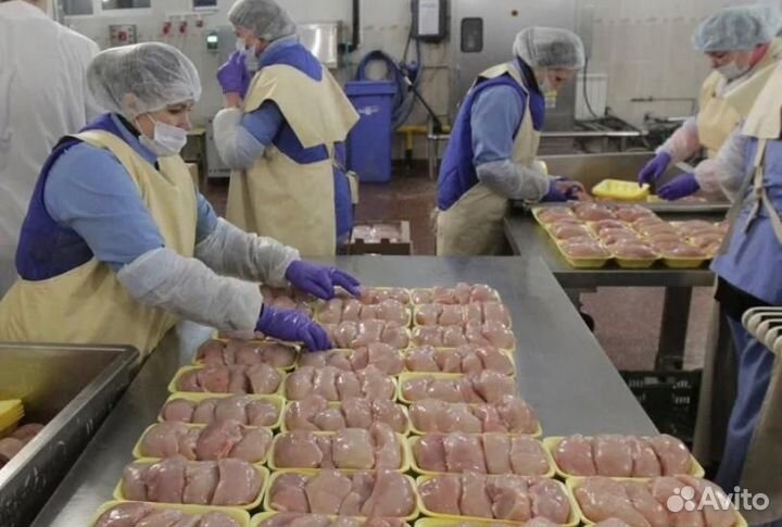 Работа на птицефабрике по вахтовому методу Пермь