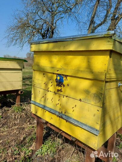 Продам пчелосемьи