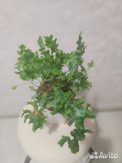 Папоротник флебодиум