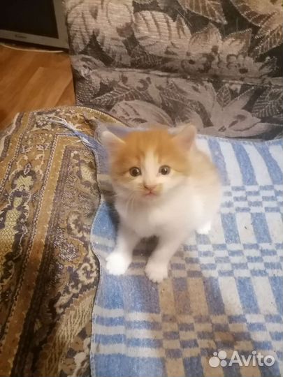 Кошка в дар бесплатно