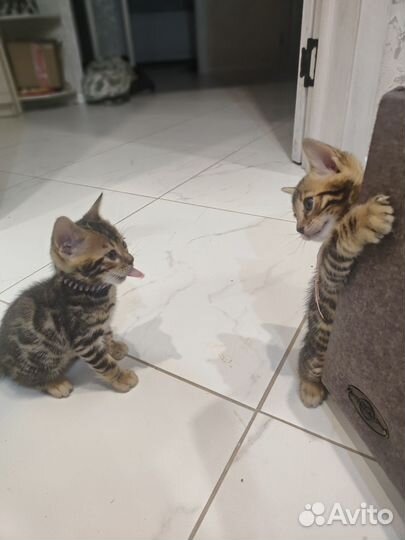 Бенгальская кошка