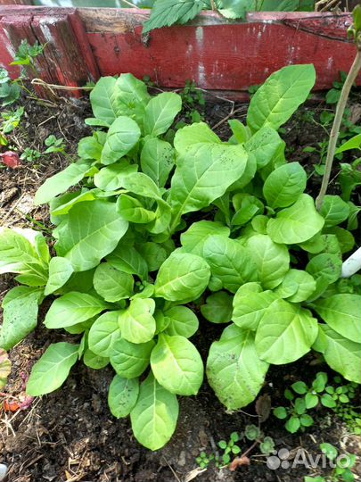 Рассада табака