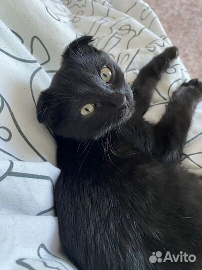 Вислоухий черный кот