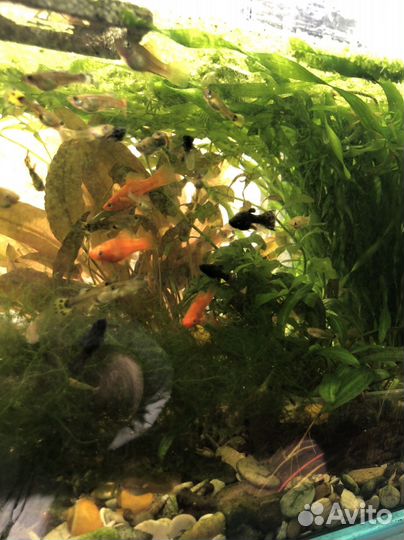 Рыбка петушок