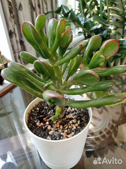 Крассулы Ред Хорн Три и Сансет