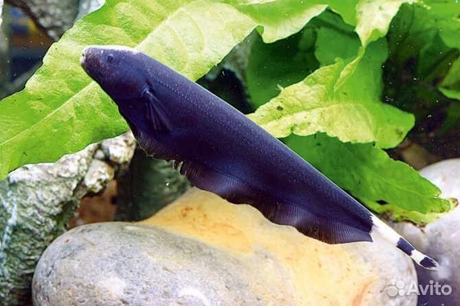 Астронотусы, Фронтозы, Хорны, Брилл.Цихл.,Ножи