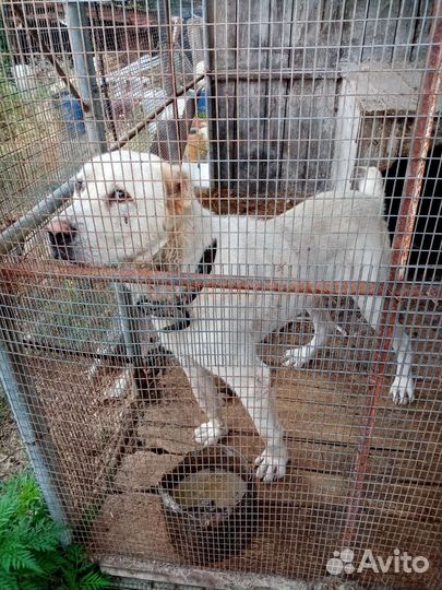 Среднеазиатка я авчарка