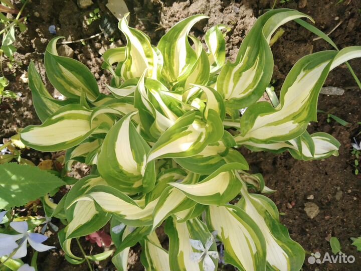 Сирень саженцы, многолетние садовые цветы