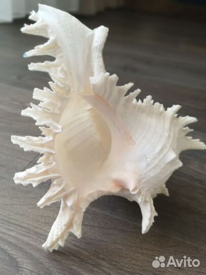 Морская ракушка (большая)