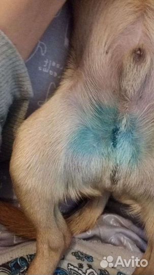 Кастрация животных на дому