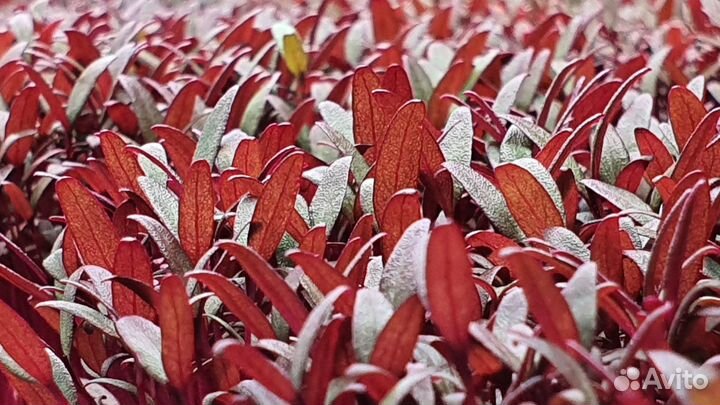 Оборудование для гидропоники/сити-фермы