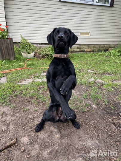 Собака только в самые добрые и заботливые руки