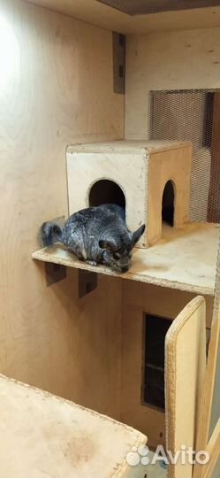 Семья Шиншилл с витриной