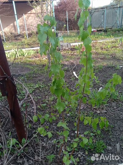 Саженцы березы и ирги