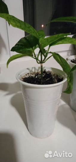 Клеродендрум госпожа томпсон