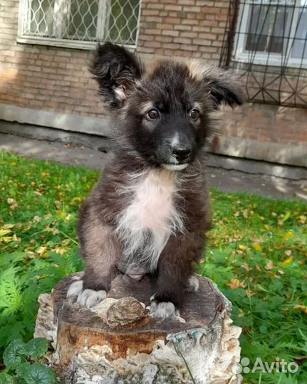 Собака в добрые руки щенок