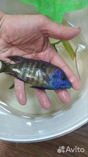 Акара бирюзовая, аулонокары. попугаи сапфировые