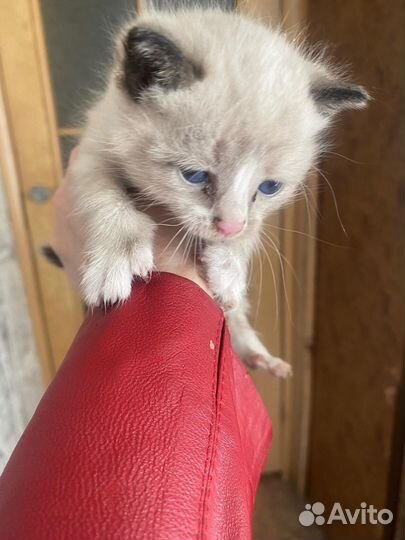 Бездомные котята