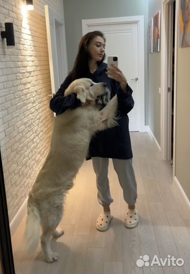 Догситтер/выгул собак