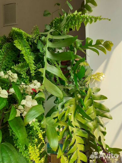 Эпифиллум Морниера