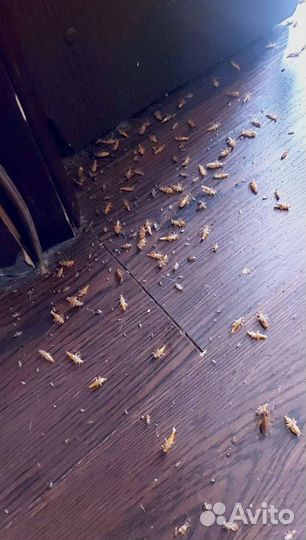 Обработка от тараканов, клопов, муравьев, мышей