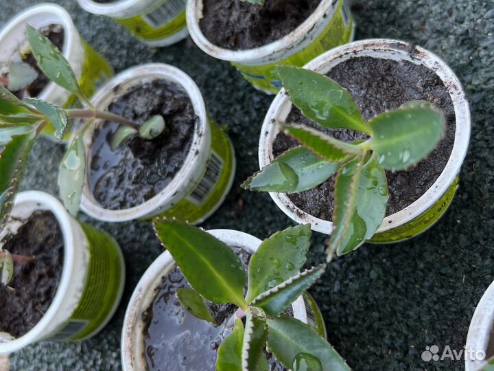 Каланхоэ живое дерево