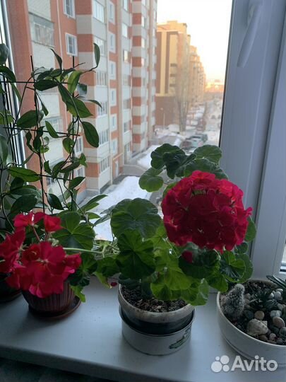 Цветы и вязаные корзины