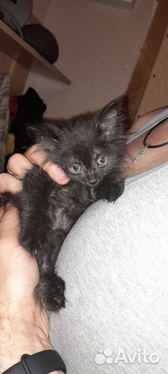 Котенок-мальчик в добрые руки