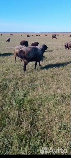 Курдючные бараны овцы