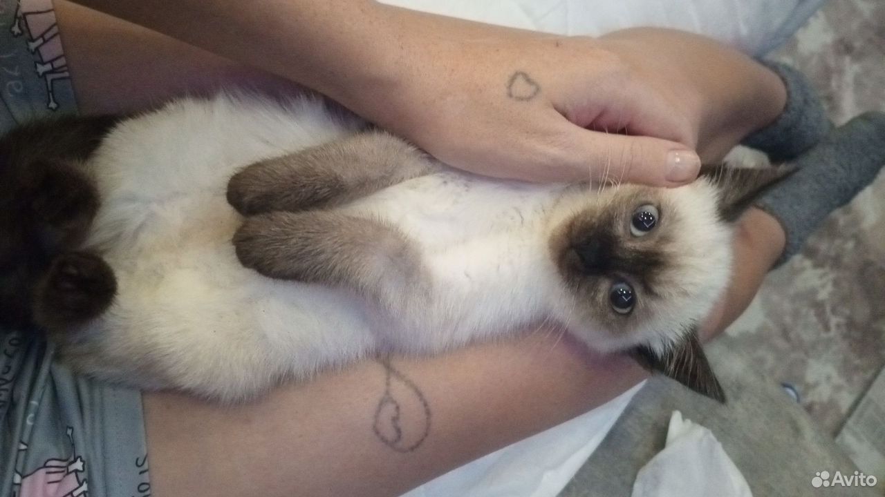 Сиамский котёнок, Большеречье
