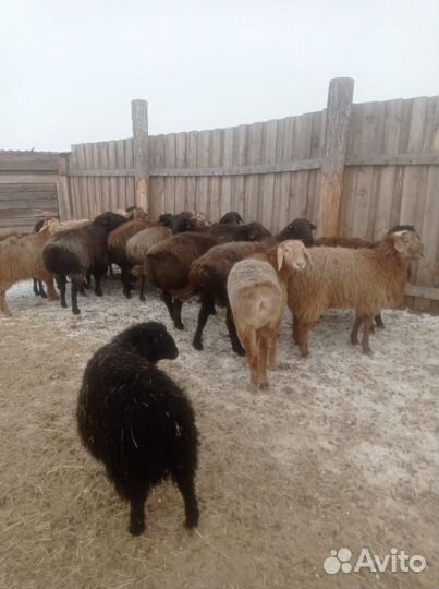 Баран на племя