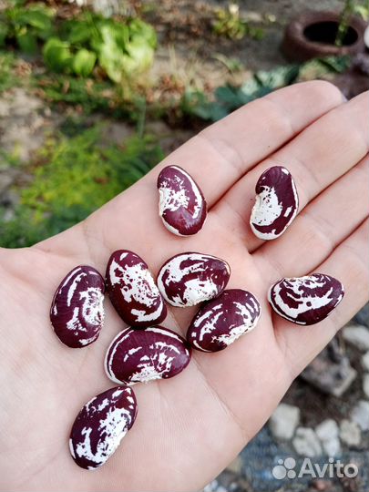 Лимская фасоль