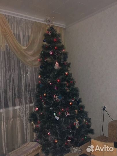 Елка навогодняя(сосна пушистая)