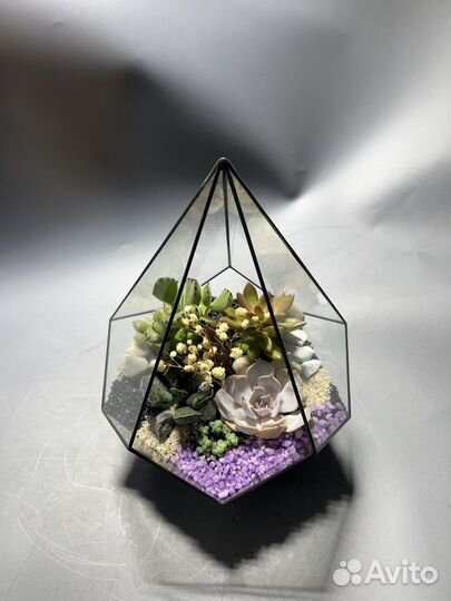 Флорариум Малайзия суккуленты подарок