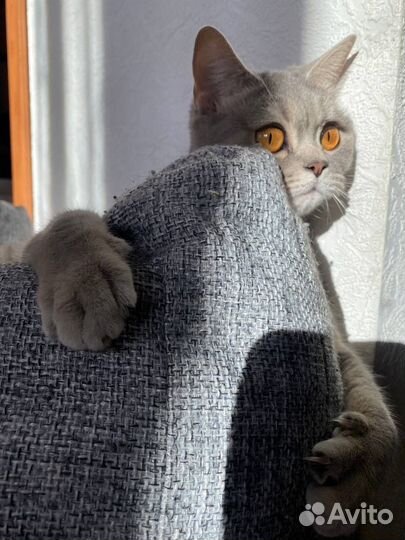 Кошка шотландка прямоухая